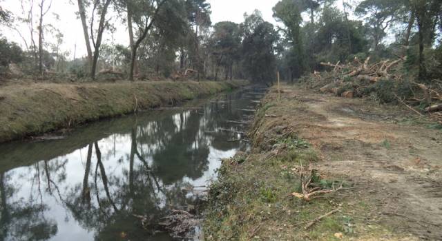 Rimossi 100 alberi caduti nei canali della Versiliana