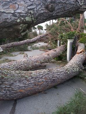 “Pieno appoggio alla richiesta dei Sindaci della Versilia di richiedere lo stato di calamità naturale”