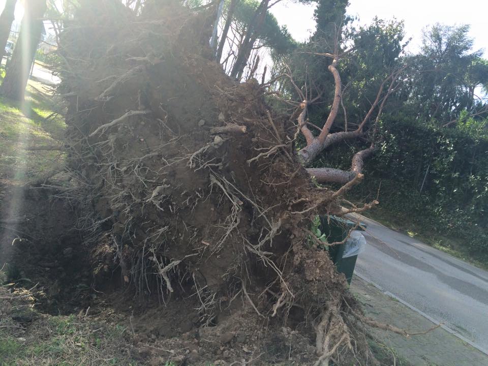 Piante pericolose a Pietrasanta. Una nuova ordinanza disciplina come procedere per l’abbattimento