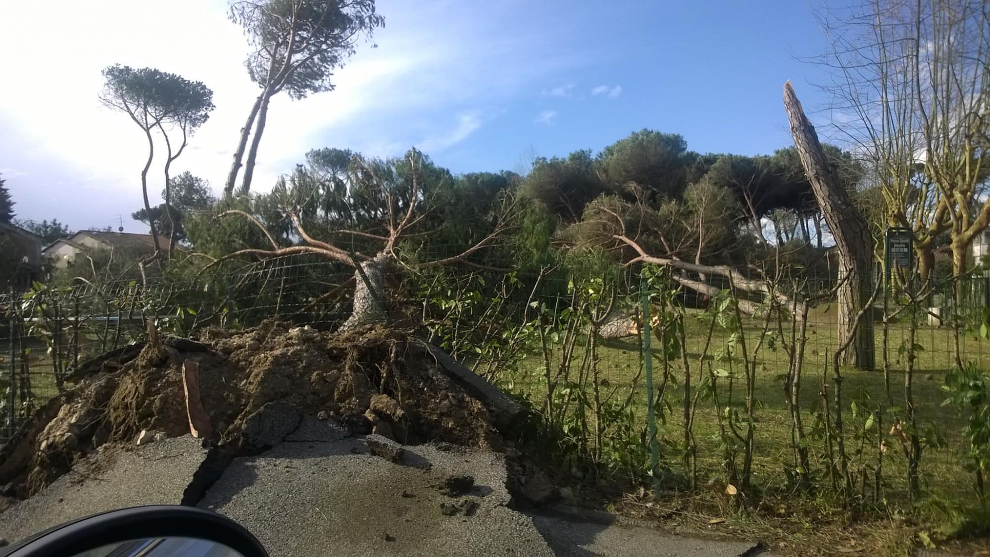 Rimozione di un albero. Chiusa la via Provinciale