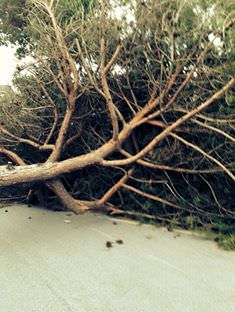 Maltempo, alberi caduti e chiusa piazza Mazzini