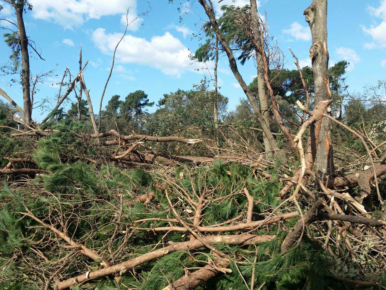 Distrutto il parco della Versiliana: alberi ridotti a scheletri