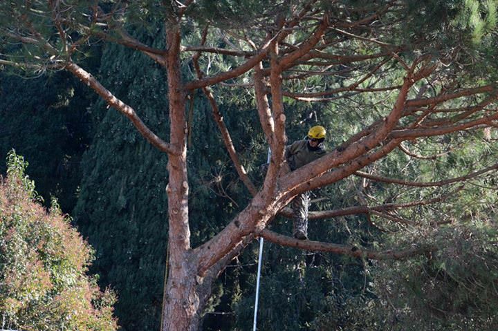 Forte dei Marmi a sostegno dell’ambiente, piantumazione di otto pini