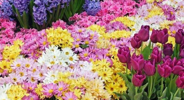 Floricoltura d’eccellenza in Versilia, “più risorse per la promozione”