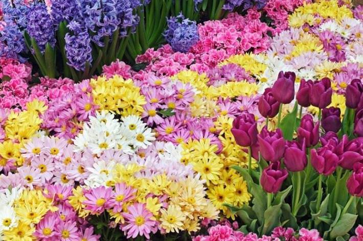 Floricoltura d’eccellenza in Versilia, “più risorse per la promozione”