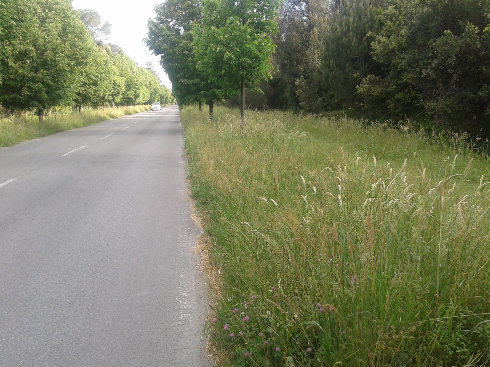 Erba alta sul viale dei Tigli. Le proteste dei residenti