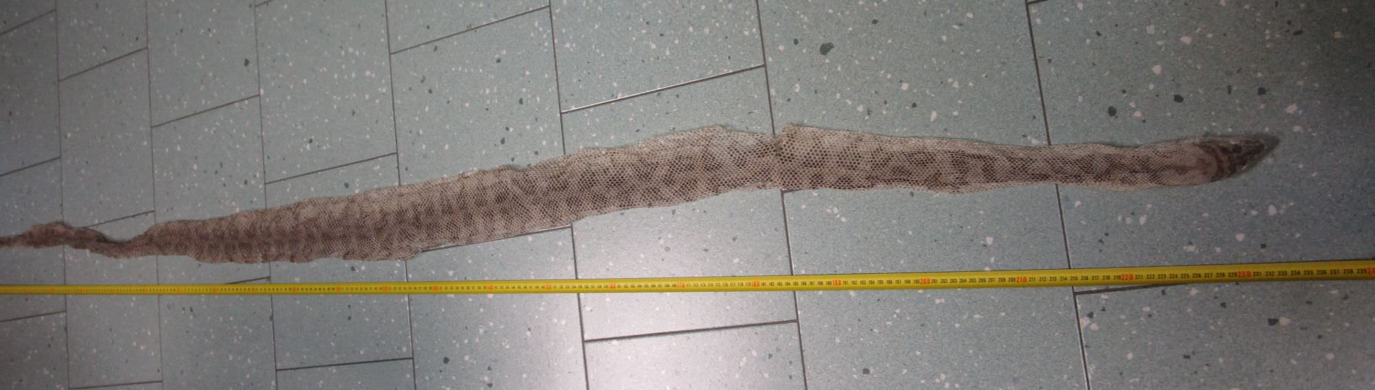 Trovata muta di serpente nel centro storico di Pietrasanta