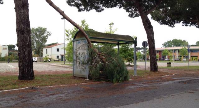 Notte di maltempo in Versilia. Cadono alberi a Lido e Marina di Pietrasanta