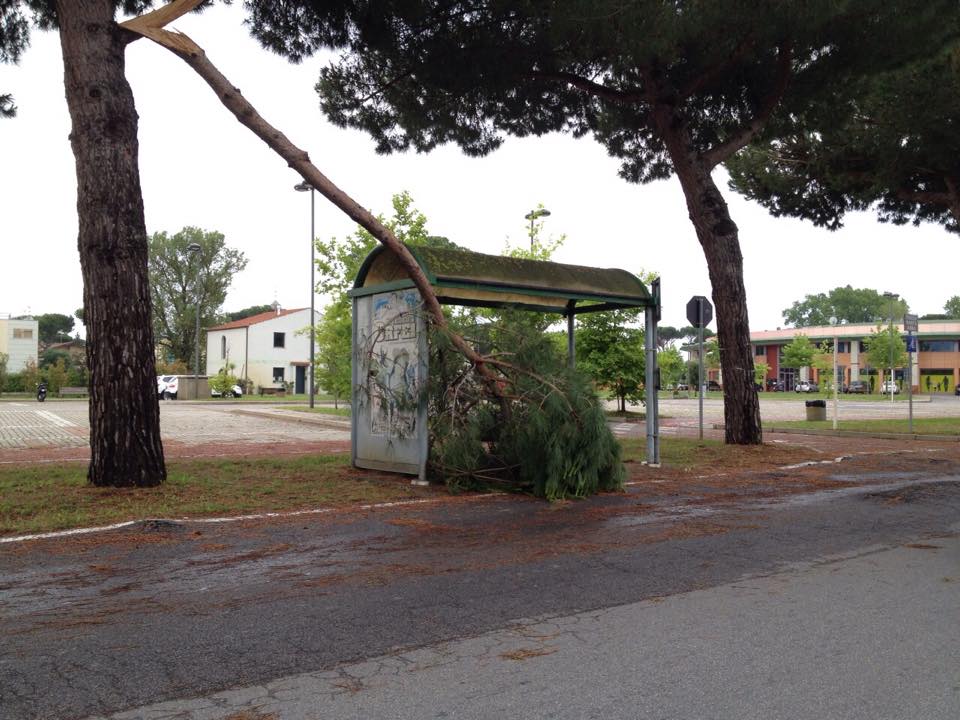 Notte di maltempo in Versilia. Cadono alberi a Lido e Marina di Pietrasanta