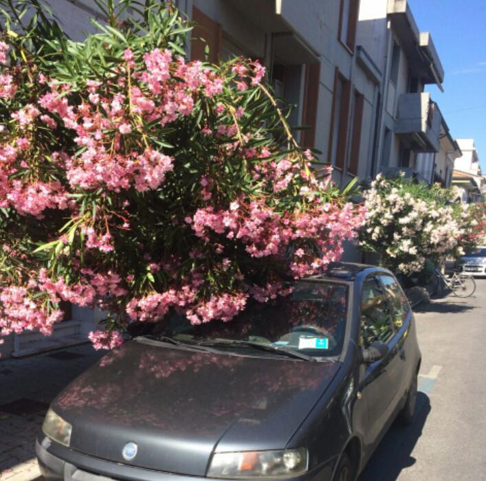 “Via San Martino invasa dagli oleandri, la nuova giunta faccia subito qualcosa”