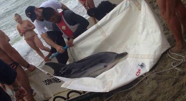 Salvato un delfino in Darsena