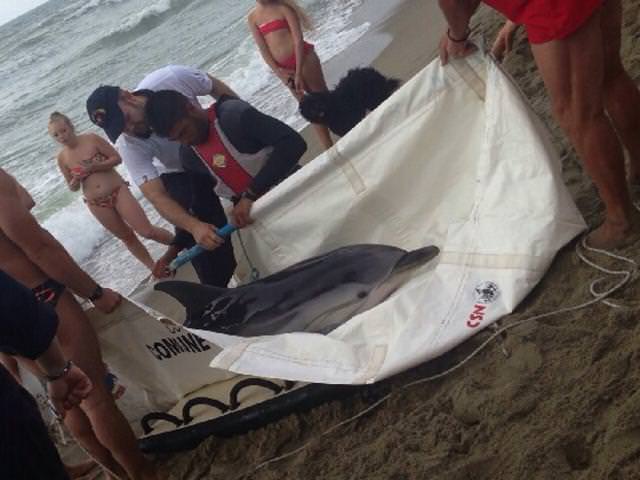 Salvato un delfino in Darsena