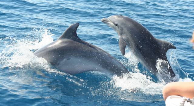 Escursioni in mare aperto alla scoperta dei delfini