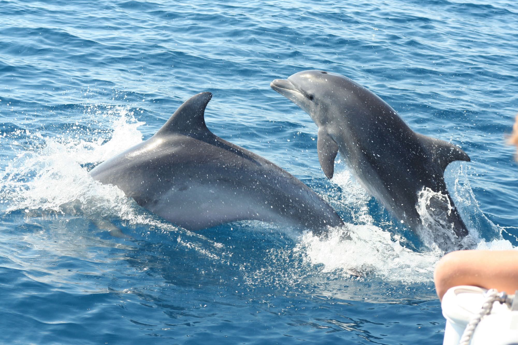 Escursioni in mare aperto alla scoperta dei delfini