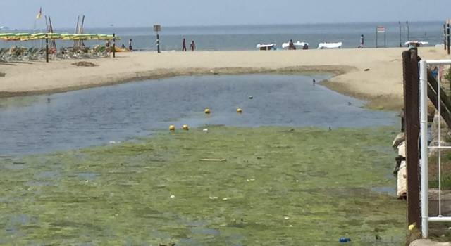 Invasione di alghe tra Viareggio e Lido, la preoccupazione dei balneari (foto)