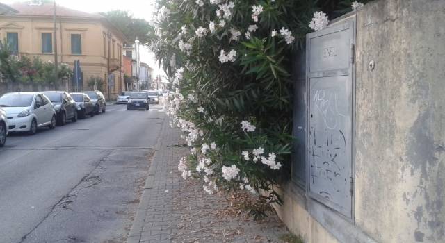 In via Trento le piante invadono il marciapiede. Pedoni &#8220;dirottati&#8221; in strada