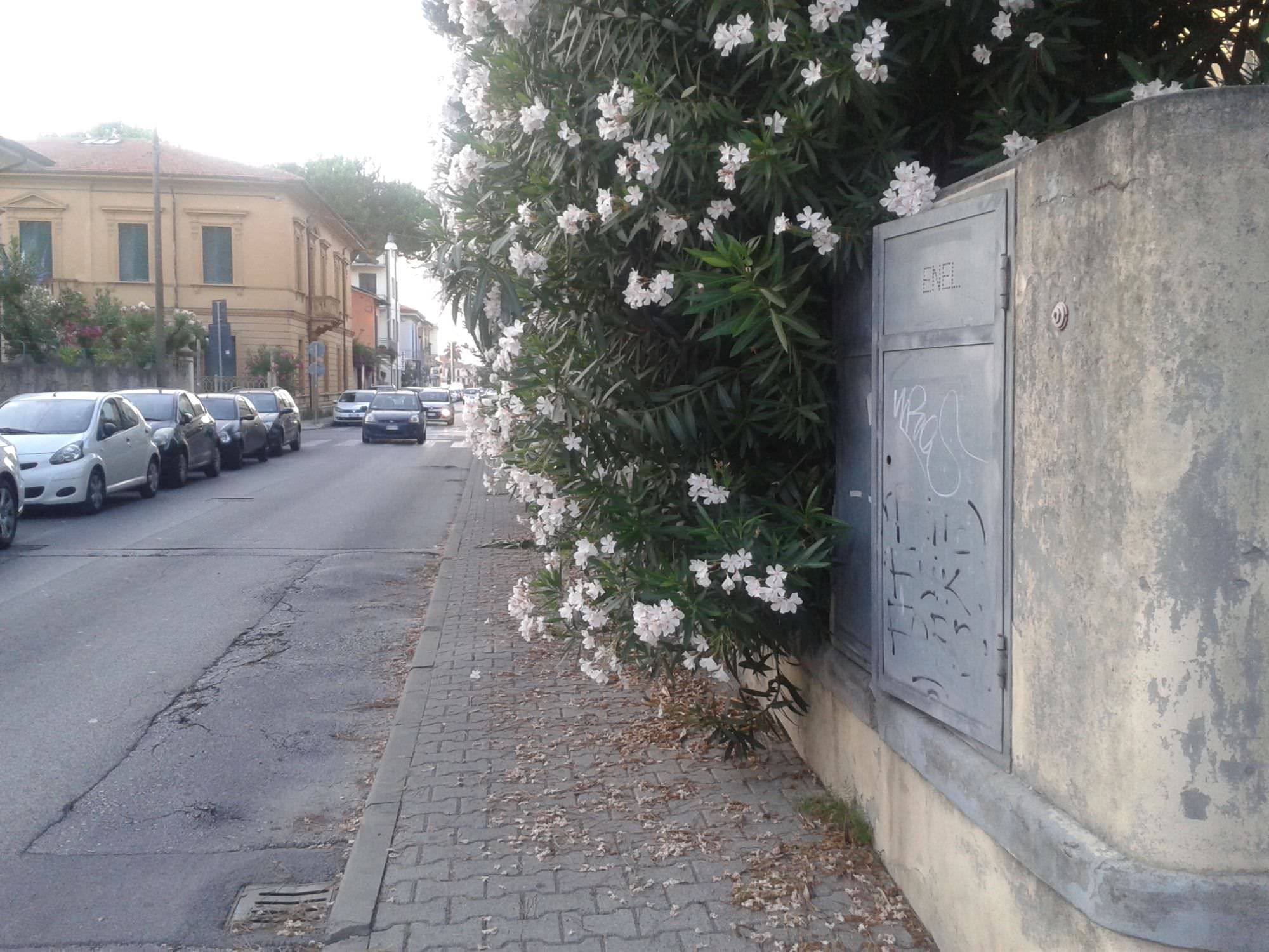 In via Trento le piante invadono il marciapiede. Pedoni “dirottati” in strada