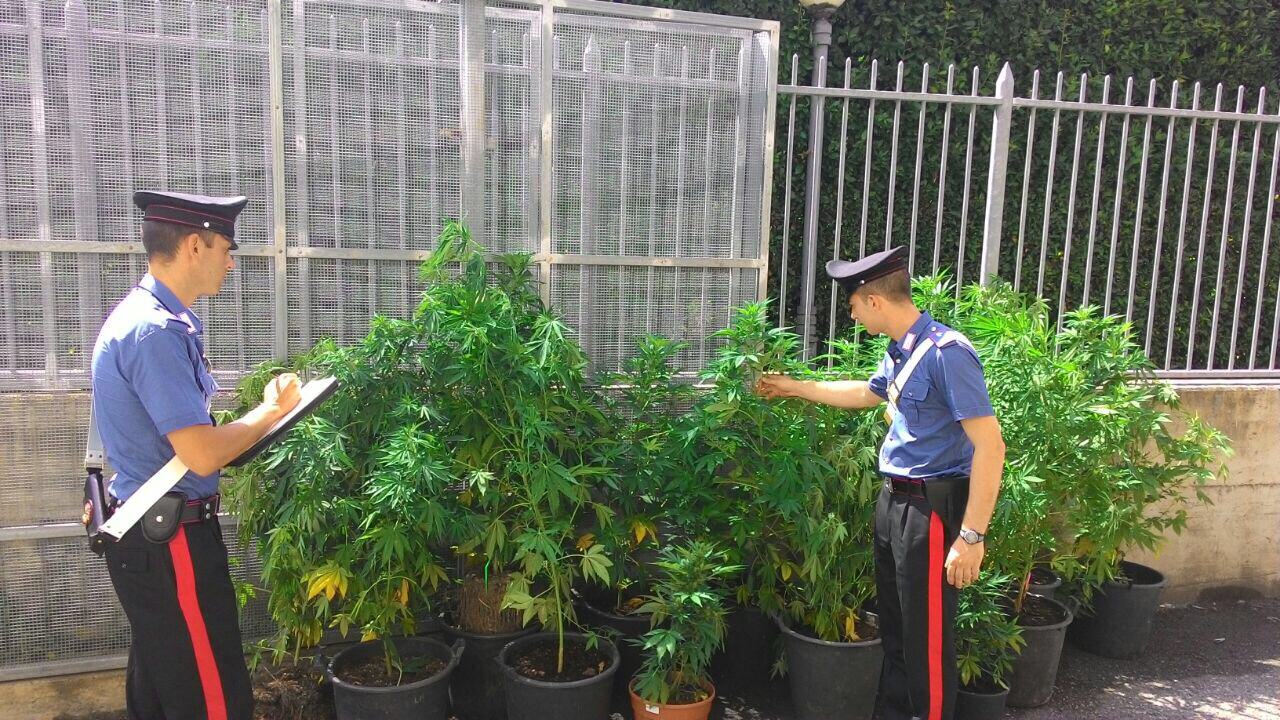 Coltivava marijuana in un campo. Arrestato noto medico