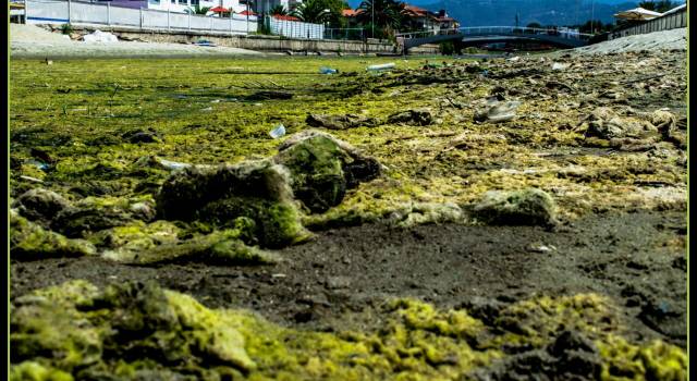 Quel fiume color verde alga per colpa del Comune di Viareggio