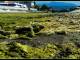 Quel fiume color verde alga per colpa del Comune di Viareggio