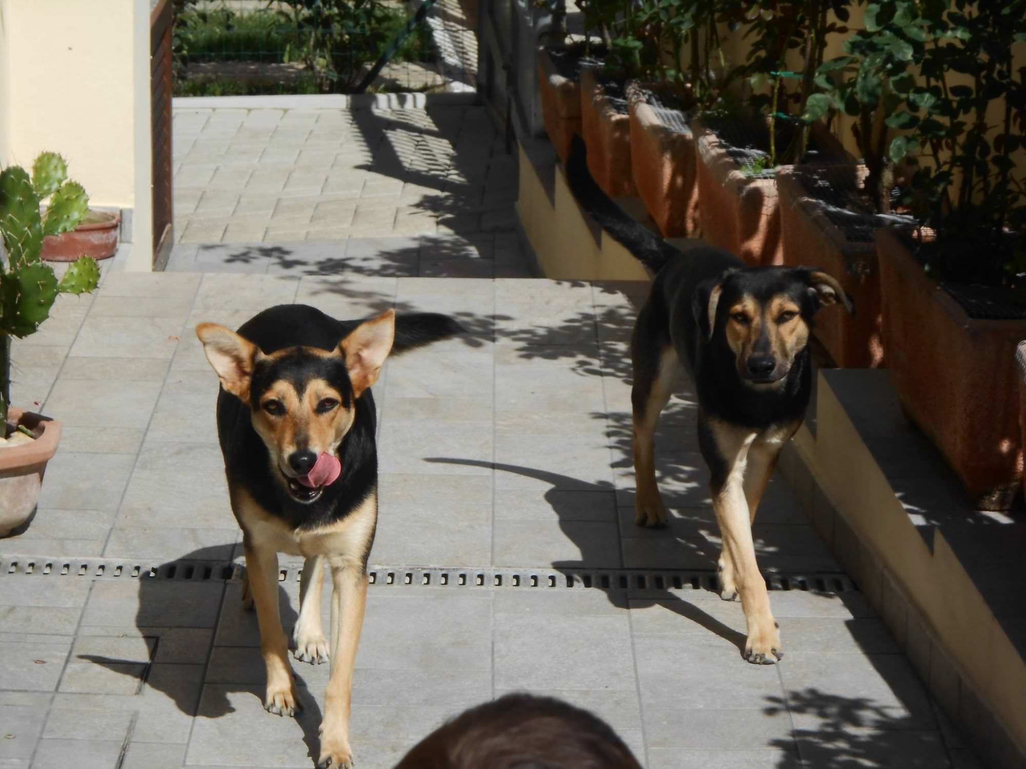 Sos animali, scappati due cani da Massarosa