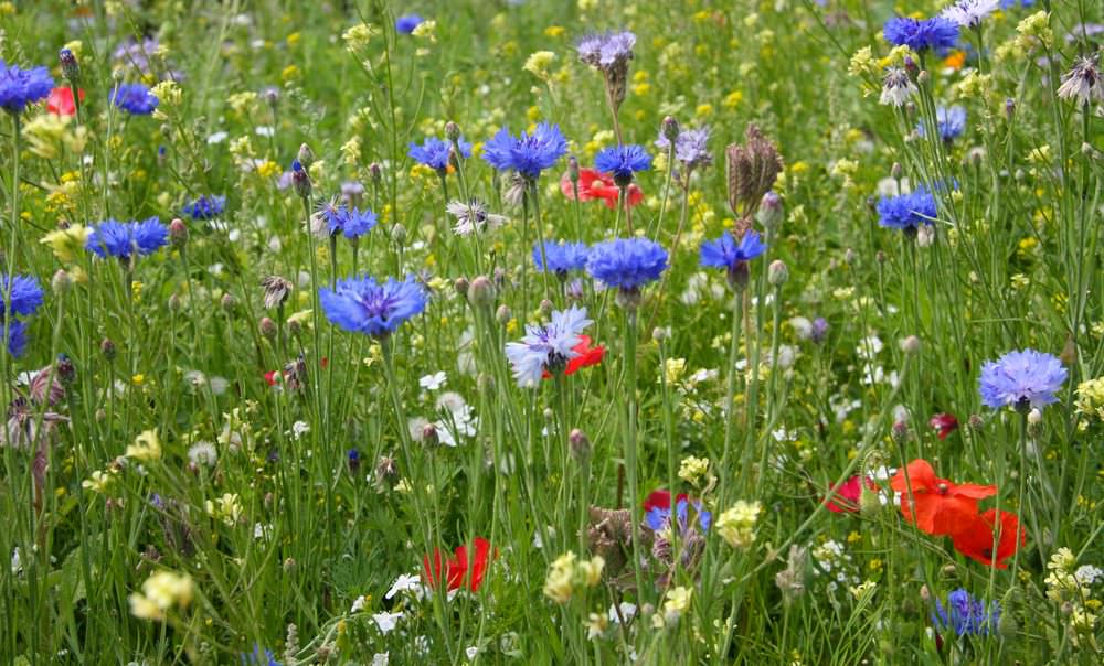 Tutto pronto per il taglio del nastro di “Giardini Arte Fiori Forte”