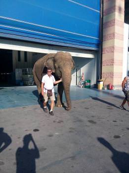 Elefante al varo di uno yacht, la Lav: &#8220;Verificare subito da dove viene l&#8217;animale&#8221;