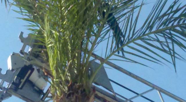 Un pappagallo &#8220;a spasso&#8221; per Lido di Camaiore [Foto]