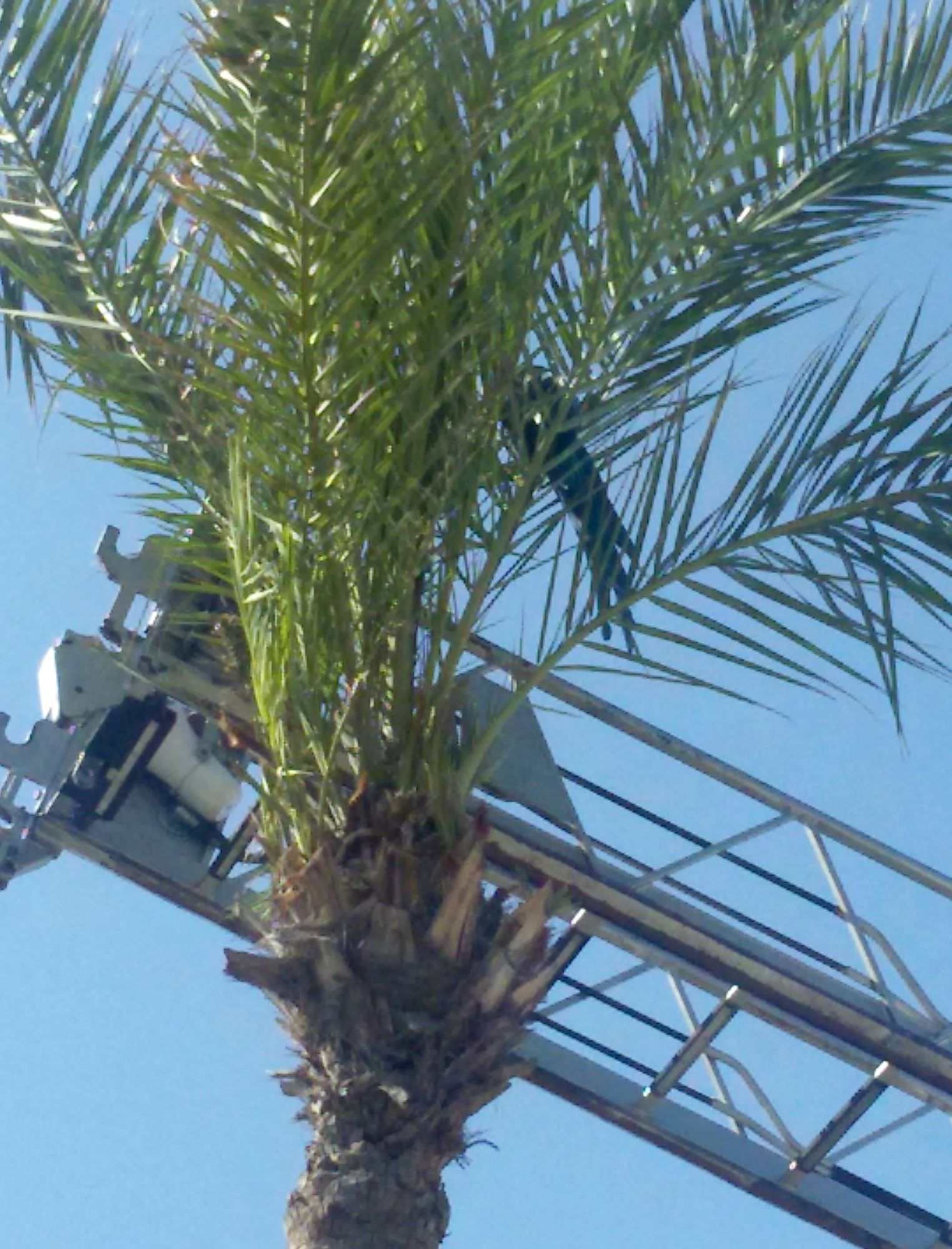 Un pappagallo “a spasso” per Lido di Camaiore [Foto]