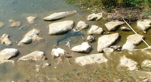Moria di pesci sul fiume Lucese