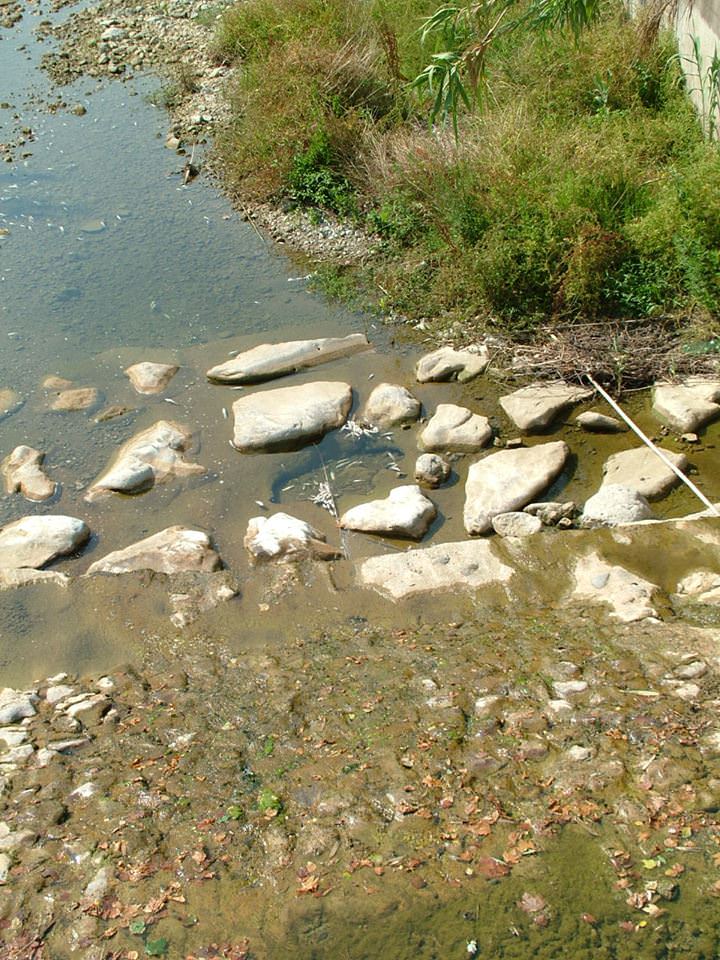 Moria di pesci sul fiume Lucese