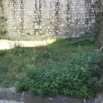 Erba alta e buche in strada, degrado a Pietrasanta. #dilloavt 1 foto vt