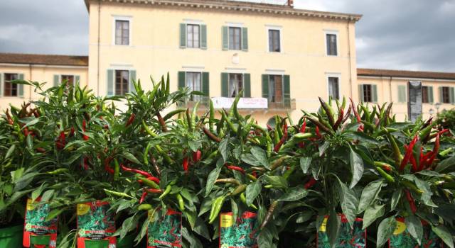 Torna il Peperoncino Day a Viareggio