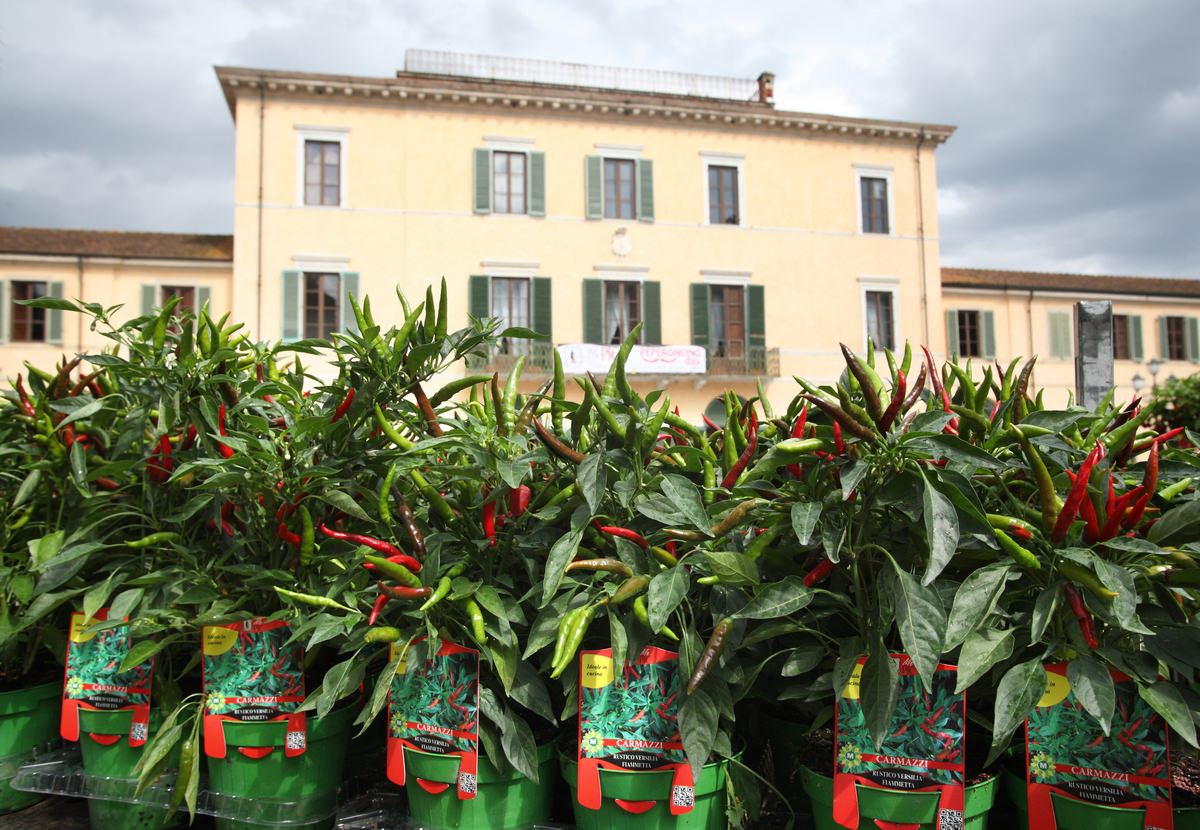 Peperoncino day, il 3 agosto a Viareggio si tenta il record del mondo