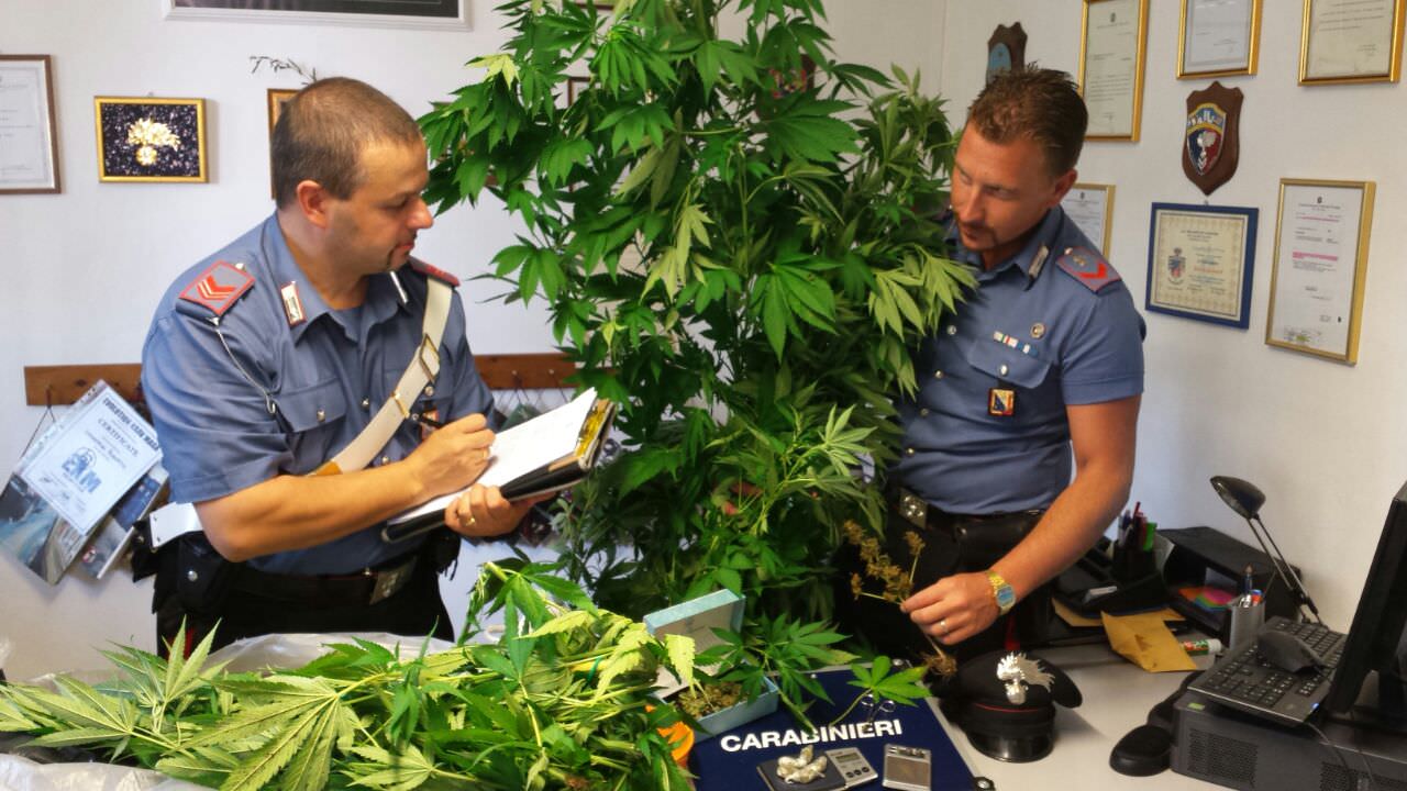 Piantagione di marijuana nella casa di un ventenne. Arrestato