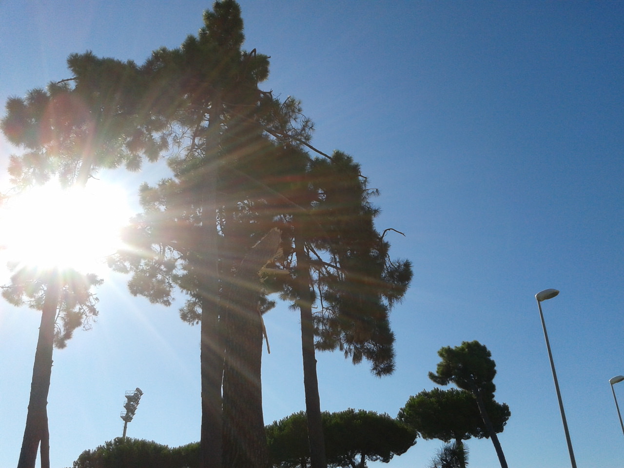 Sollecitata la potatura di alberi in Darsena e al Varignano