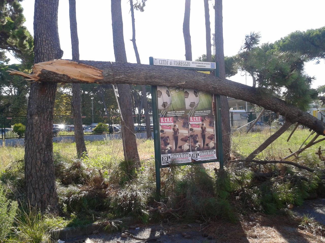 Albero cade e danneggia tre auto in sosta