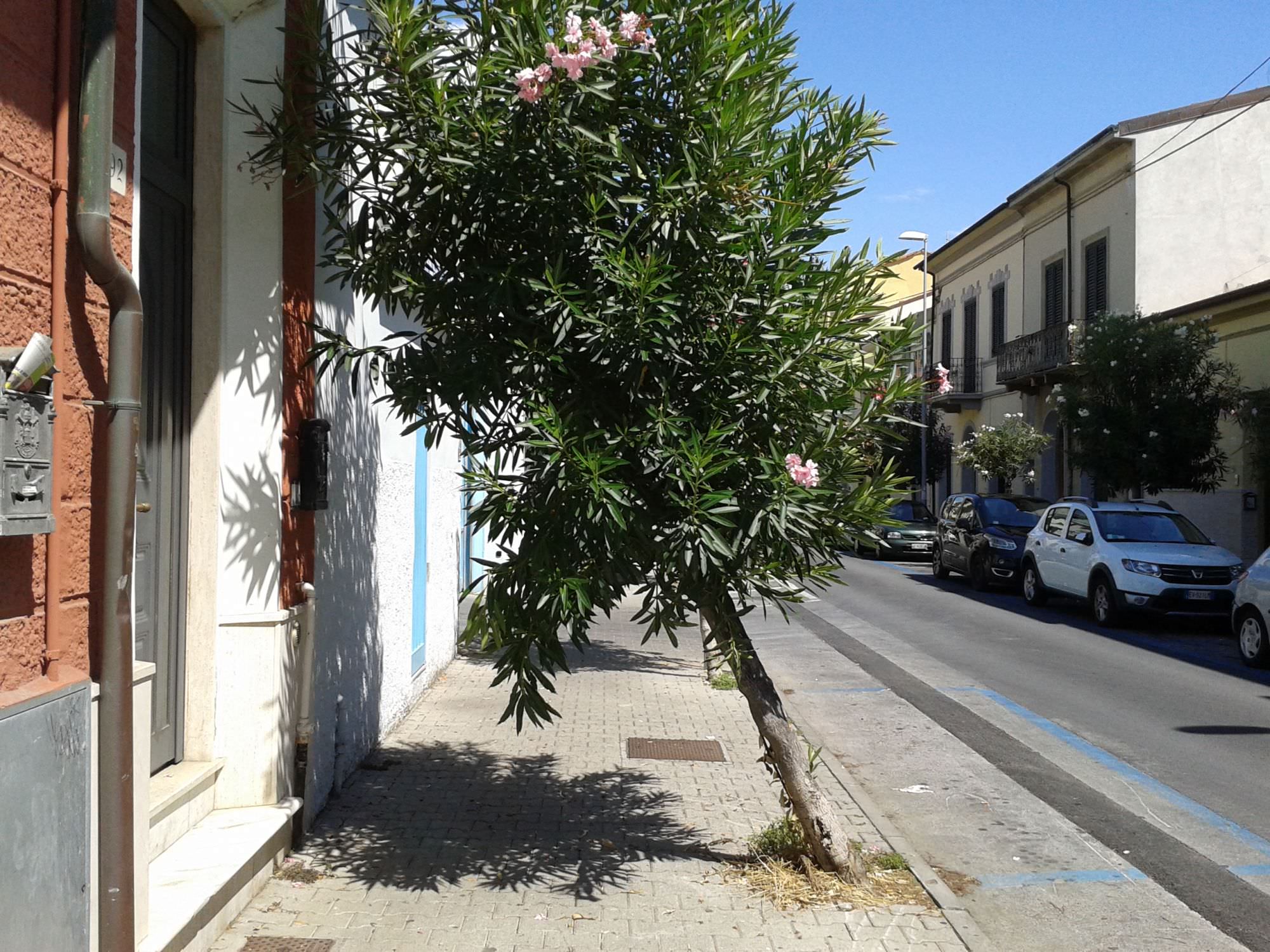 L’albero che “invade” la casa in via Paolo Savi