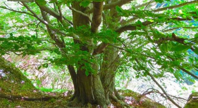 Protesta ambientalista, sale su albero per impedirne il taglio