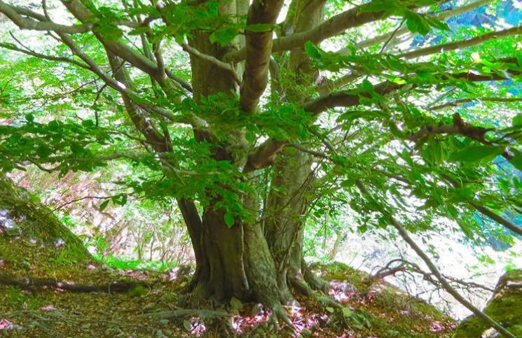 Protesta ambientalista, sale su albero per impedirne il taglio