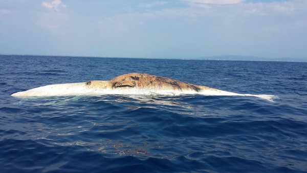 Balenottera morta al largo di Marina di Pisa. Accertamenti Arpat in mare