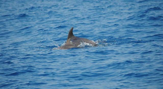 Delfino in difficoltà sulla riva, la Guardia Costiera lo aiuta a riprendere il largo