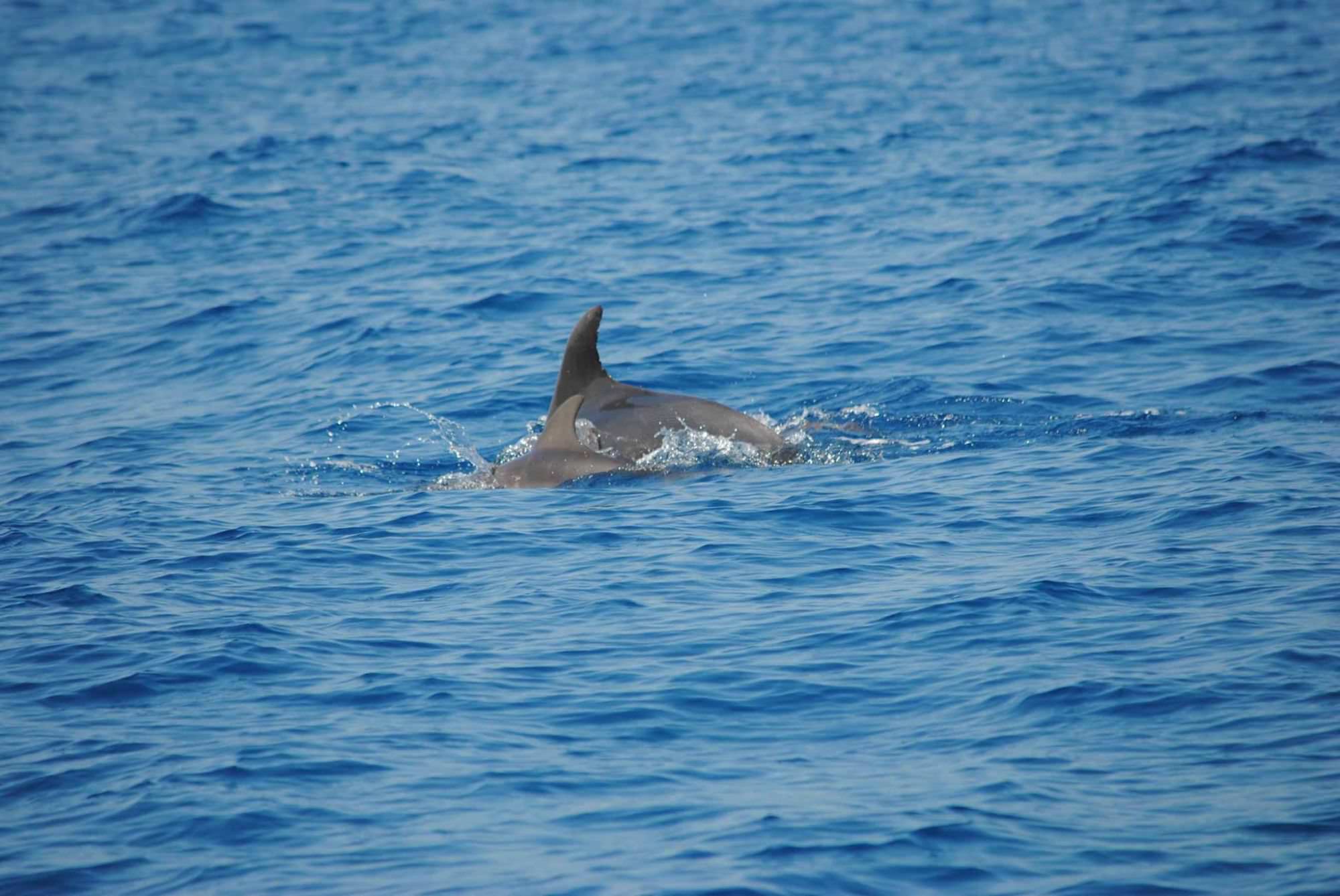 Delfini al largo della costa di Lido di Camaiore (video)