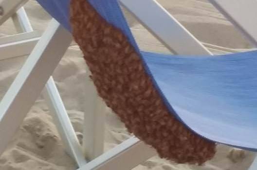 Sciame di api in spiaggia. Paura sotto gli ombrelloni