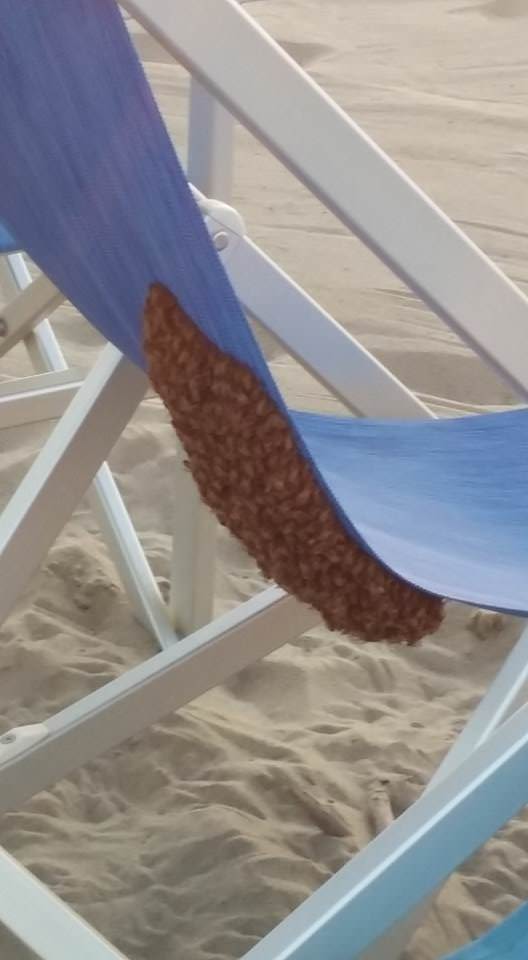 Sciame di api in spiaggia. Paura sotto gli ombrelloni