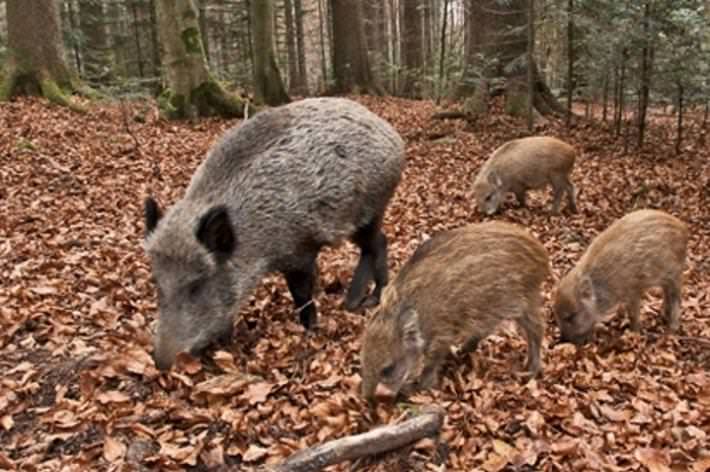 Col cane al guinzaglio viene aggredita dai cinghiali: paura in pineta di levante