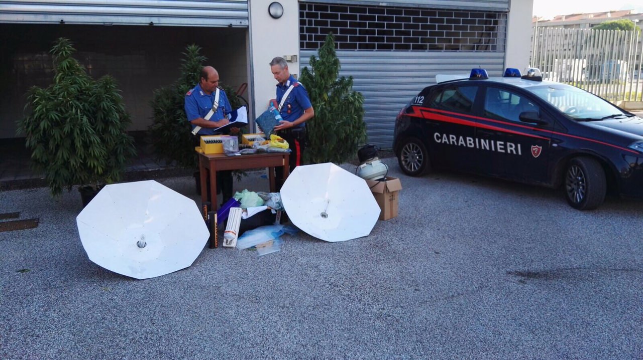 Marijuana nel giardino e in casa, un arresto a Viareggio