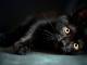 Petizione contro la strage di gatti neri ad Halloween