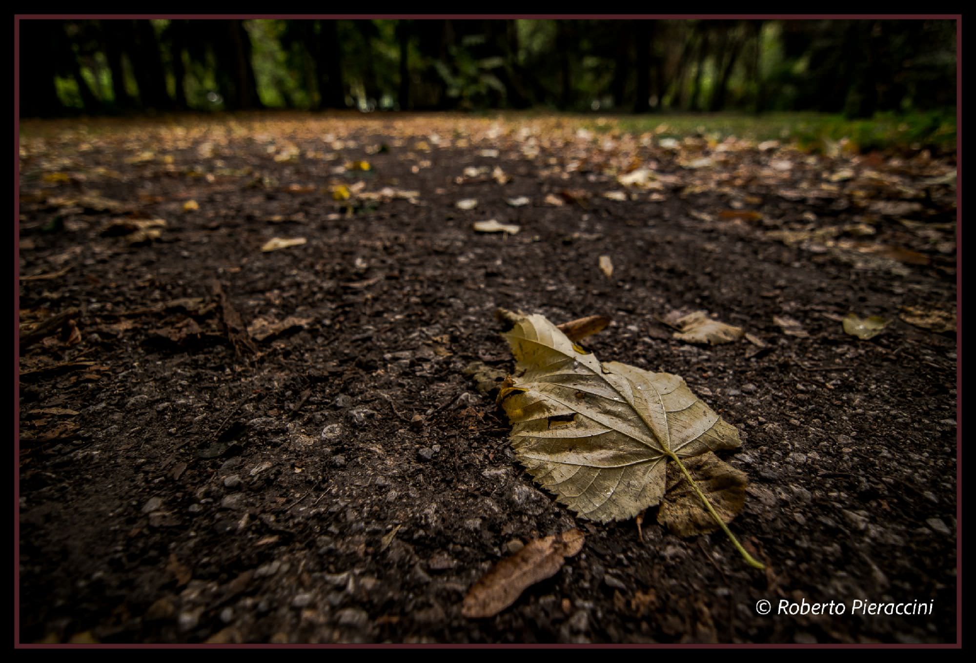 Bentornato autunno