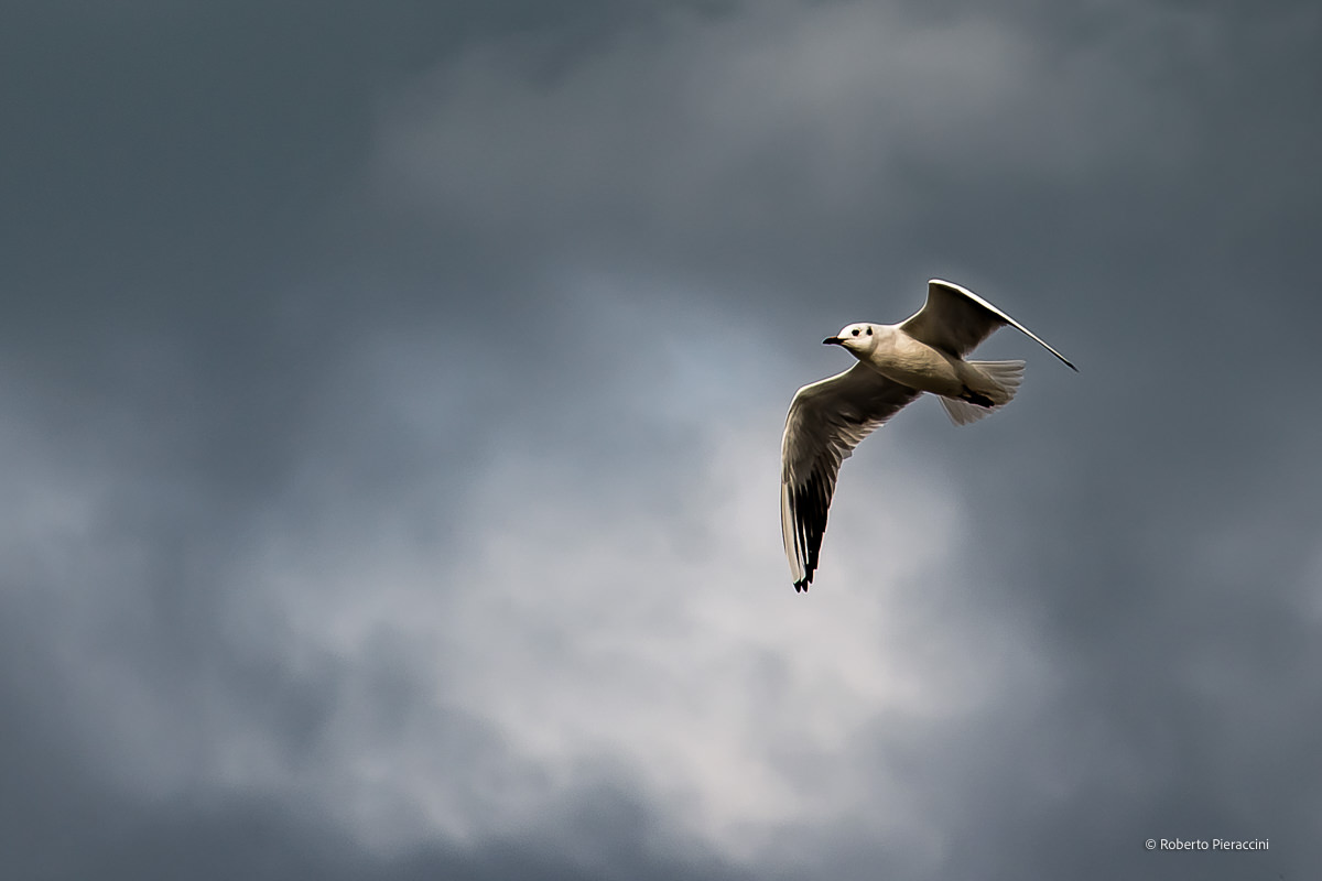 A volo libero